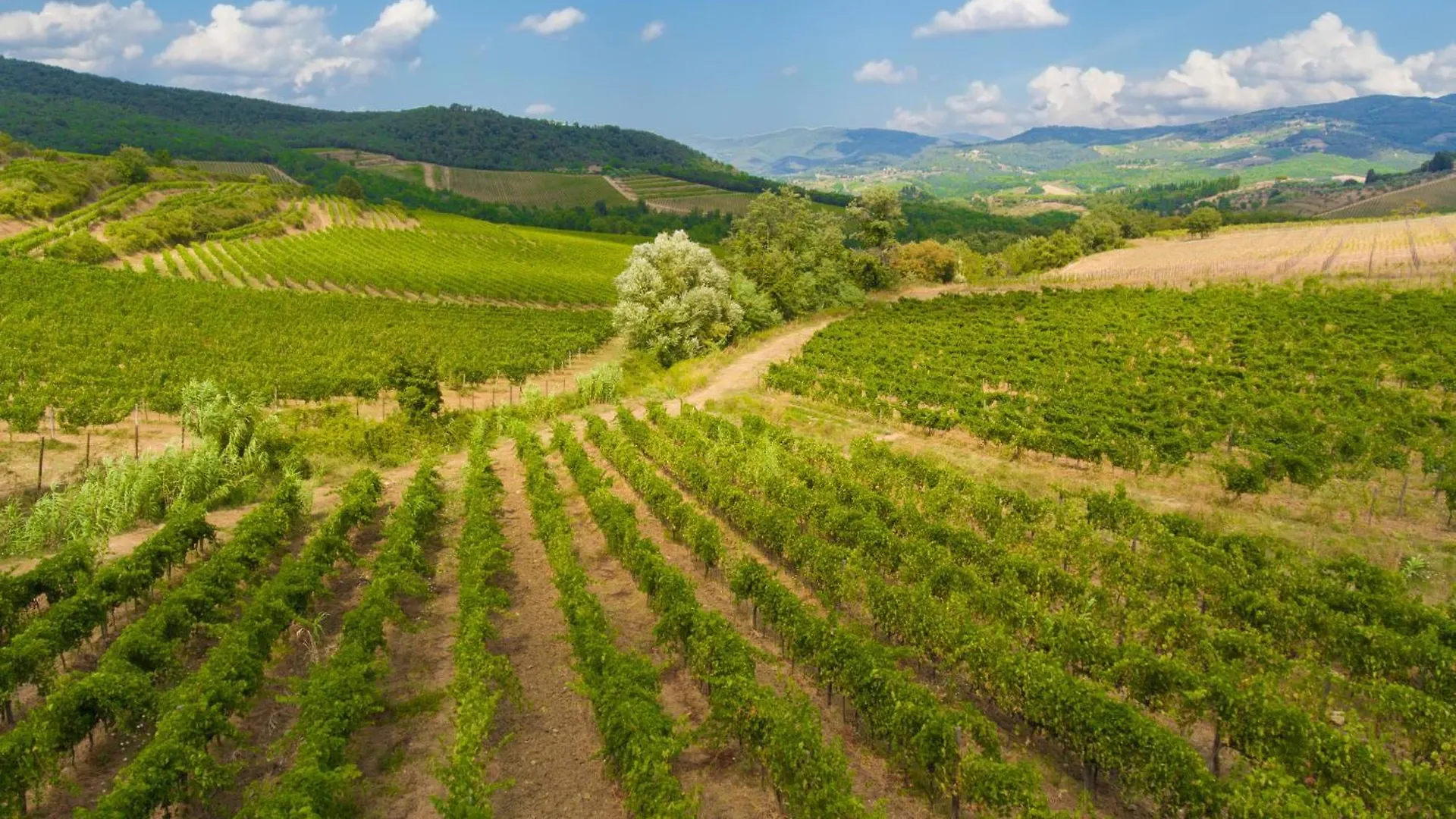 My Exclusive Italy - Villa Chianti With Panoramic Pool On The Vineyard Greve in Chianti