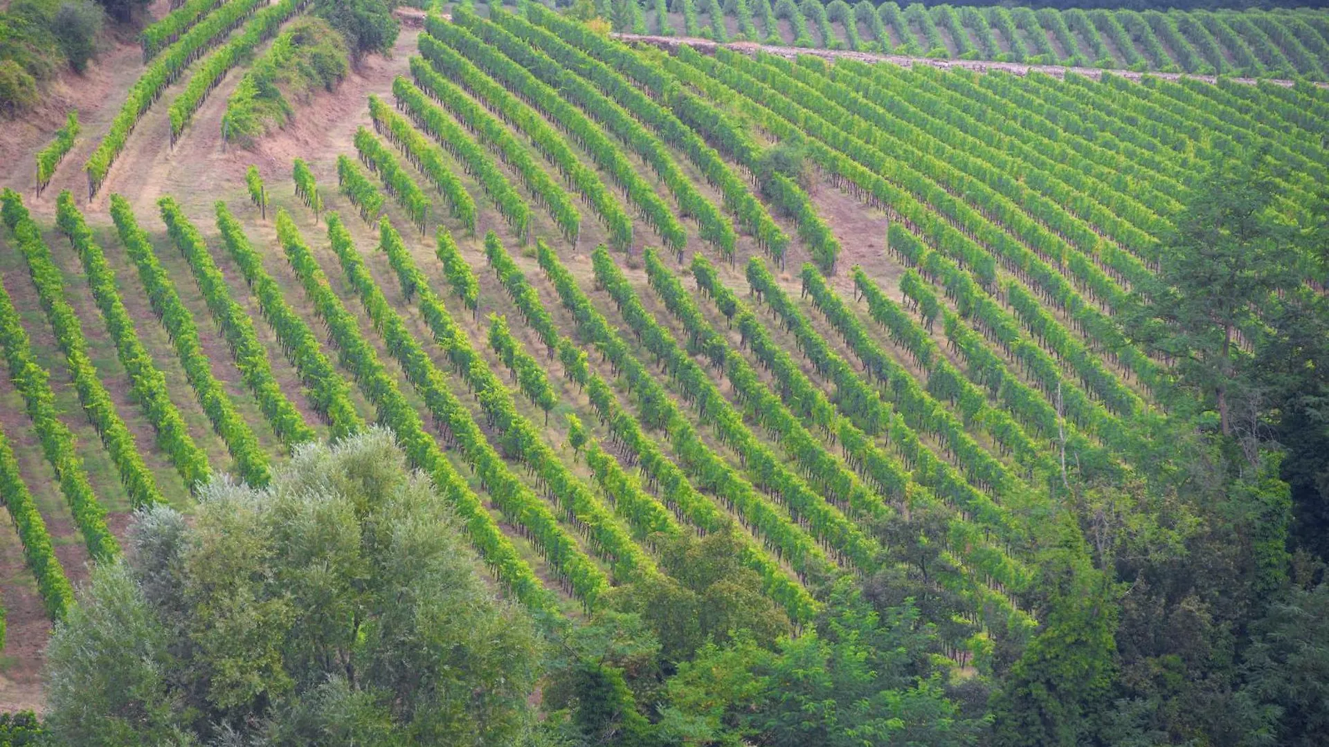 My Exclusive Italy - Villa Chianti With Panoramic Pool On The Vineyard Greve in Chianti